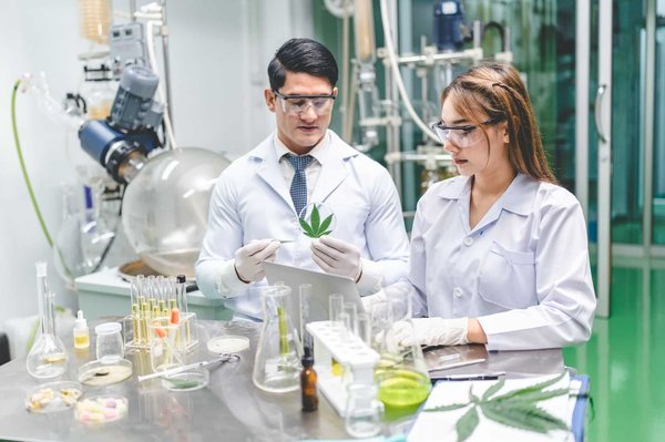 Bienfaits de la plante médicinale sur l'épilepsie: réalité ou fiction?